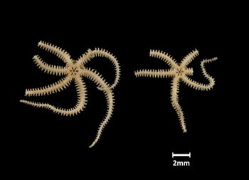Media type: image;   Invertebrate Zoology OPH-5039 Aspect: ventral